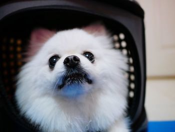 Close-up portrait of white dog