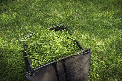 High angle view of grass on field