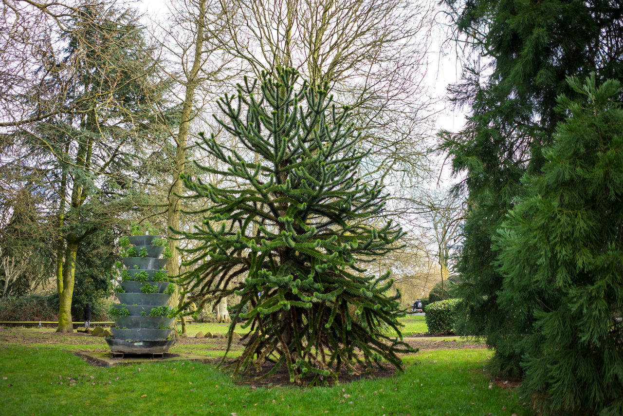 TREES IN PARK