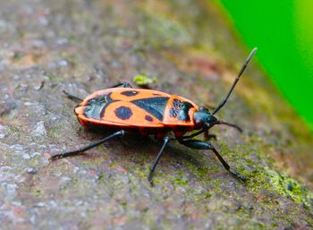 Close-up of insect on leaf