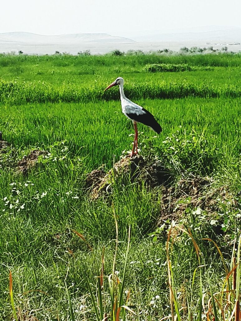 bird, animal themes, animals in the wild, grass, wildlife, one animal, nature, field, green color, plant, grassy, side view, full length, beauty in nature, water, growth, day, tranquility, beak, tranquil scene