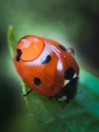 Close-up of ladybug on leaf