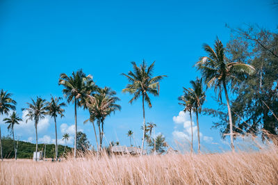 Palm trees on field against blue sky