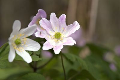 Close-up of purple flowering plant