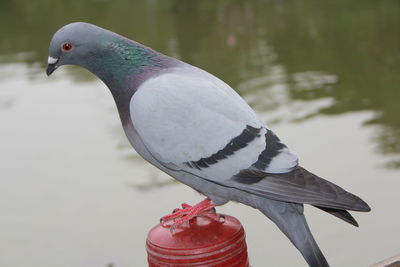 Close-up of pigeon perching