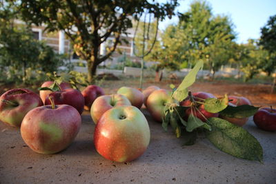 Close-up of apples on tree