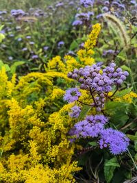 Close-up of purple flowers blooming outdoors