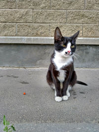 pet