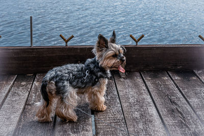 Portrait of dog sitting on wooden pier