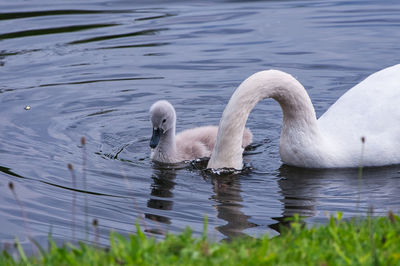 Head of a swan under water to teach cygnet, mother love and care