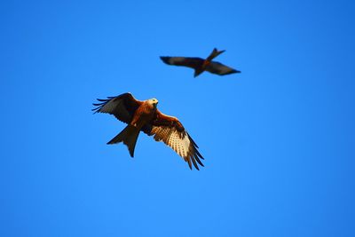 Low angle view of bird flying in sky