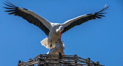 Low angle view of seagull flying against clear blue sky