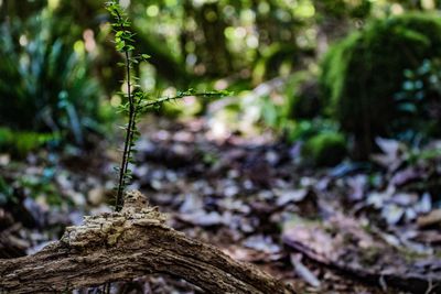 Close-up of moss growing on tree trunk