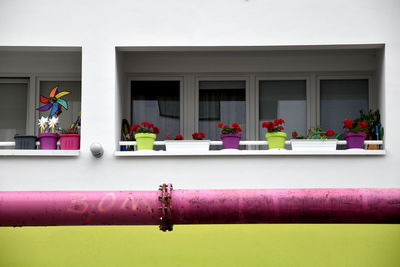 Potted plants on window of building