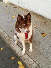 High angle portrait of dog sitting on sidewalk