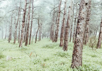 Bare trees in forest