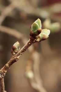 Close-up of flower buds growing on branch