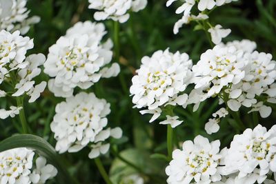 Close-up of white flowering plant in park