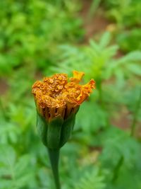 Close-up of yellow rose flower