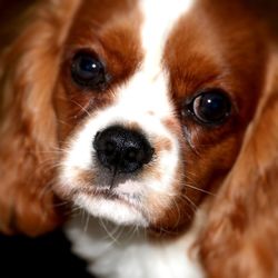 Close-up portrait of dog