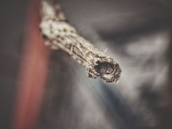 Close-up of a lizard