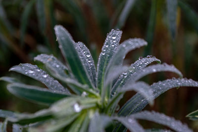 Close-up of wet plant during rainy season