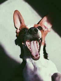 Close-up of dog looking away