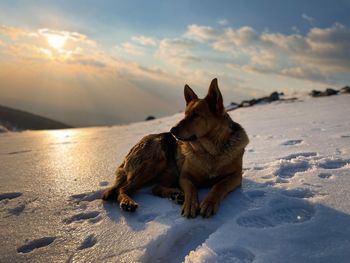 Portrait of german shepherd dog lying down in the snow during golden hour