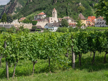 Dürnstein at the danbue river