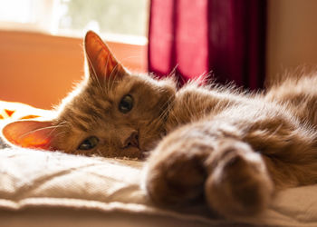 Close-up of cat resting on bed