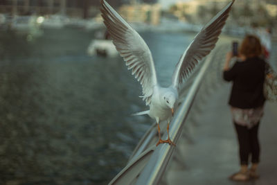 Close-up of seagull perching on railing with woman standing in background