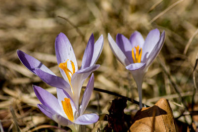 Close-up of purple flowers blooming in garden