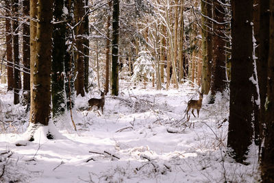 Dogs walking on snow covered landscape