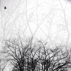 Low angle view of bare trees against sky