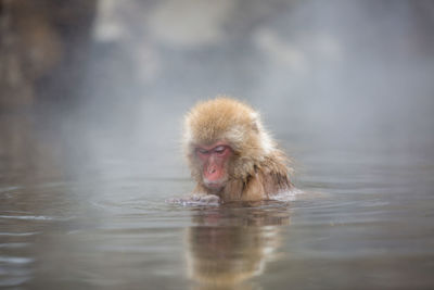 Close-up of monkey in hot spring