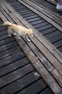 High angle view of dog walking on footbridge