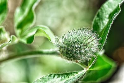 Close-up of insect on plant