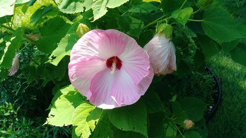 Close-up of pink flowering plant