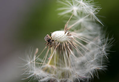 Close-up of dandelion on plant