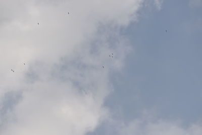 Low angle view of birds flying in sky