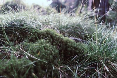 Close-up of grass on field