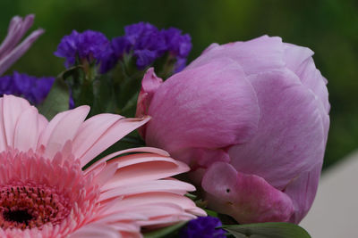 Close-up of pink flowering plant