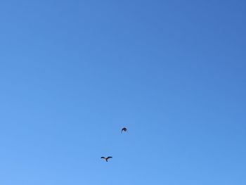 Low angle view of birds flying in sky