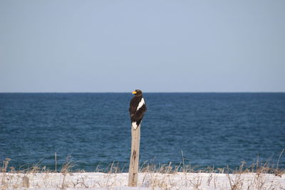 View of bird on the sea against clear sky