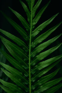 Close-up of green leaves