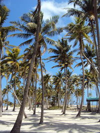 Palm trees on beach against sky