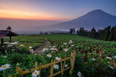 Scenic view of field against sky during sunset