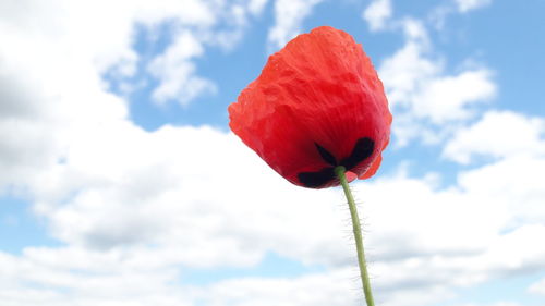 Close-up of red poppy flower against sky