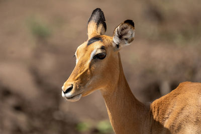 Close-up of female common impala cocking ear