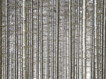 A peaceful winter scene in sweden featuring a snow-covered forest of wooden trunks and branches 